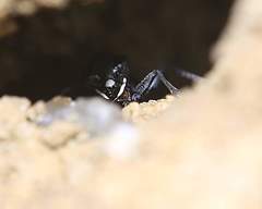 Dromochorus belfragei
