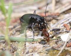 Dromochorus belfragei