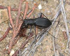 Dromochorus belfragei
