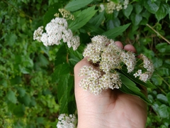 Spiraea formosana