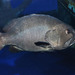 Warsaw Grouper - Photo (c) Robertson Ross, some rights reserved (CC BY-NC-SA)