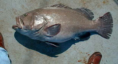 Warsaw Grouper photo 2