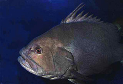 Warsaw Grouper photo 3