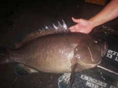 Warsaw Grouper photo 4