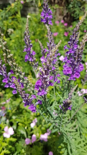Purple Toadflax