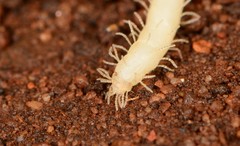 Epiplastocerus mirandus