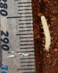 Epiplastocerus mirandus