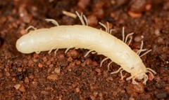 Epiplastocerus mirandus