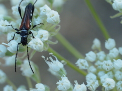 Stenopterus ater