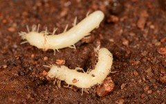 Epiplastocerus mirandus
