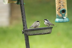 Periparus ater britannicus