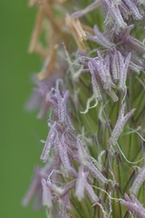 Alopecurus pratensis