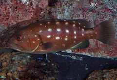 Snowy Grouper photo 2