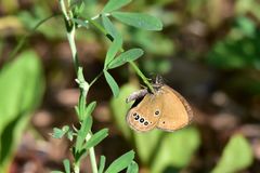 Coenonympha oedippus