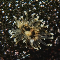 Bunodeopsis strumosa