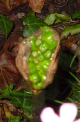Arum maculatum