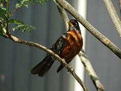 Turdus migratorius