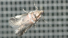 Acrobasis legatea