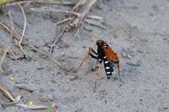 Parabatozonus lacerticida