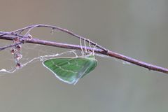 Thetidia smaragdaria