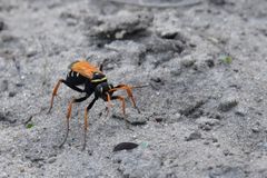 Parabatozonus lacerticida