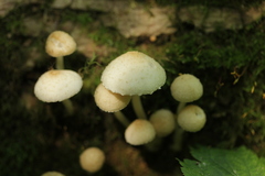 Fungi