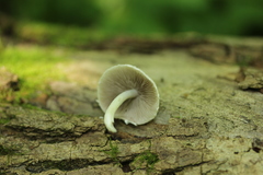 Fungi