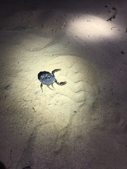 Androctonus crassicauda