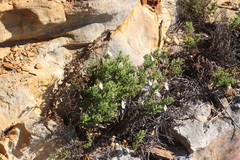 Arctotis aspera aspera