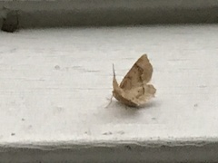 Metarranthis indeclinata