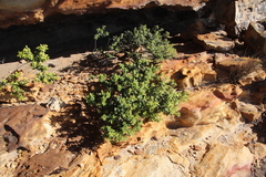 Phylica buxifolia