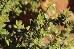 Phylica buxifolia