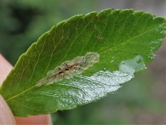 Phyllonorycter leucographella