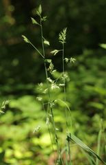Dactylis glomerata