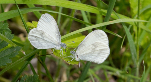 Wood White, Maastricht, NL-LI, NL, photo 8 of 10