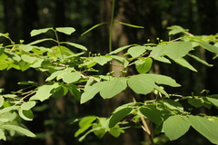 Lonicera xylosteum