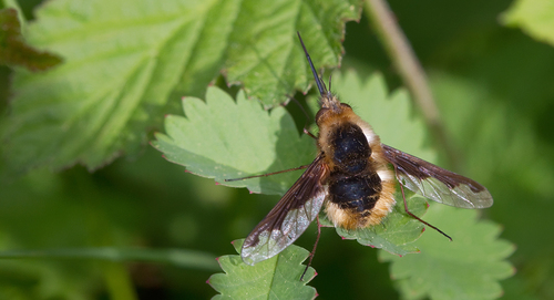 Greater Bee Fly, Maastricht, NL-LI, NL, photo 7 of 10