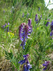 Vicia villosa villosa