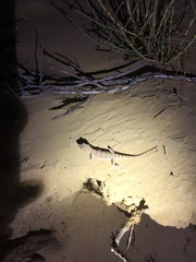 Bunopus tuberculatus