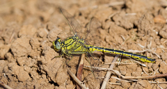 Gomphus pulchellus