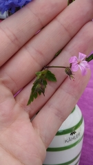 Geranium robertianum