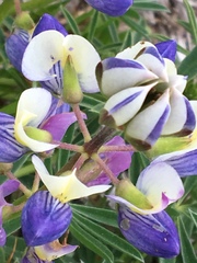 Lupinus variicolor