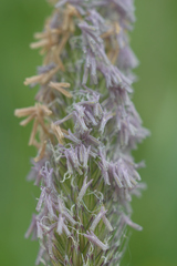 Alopecurus pratensis