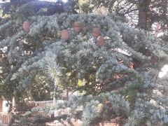 Abies nephrolepis