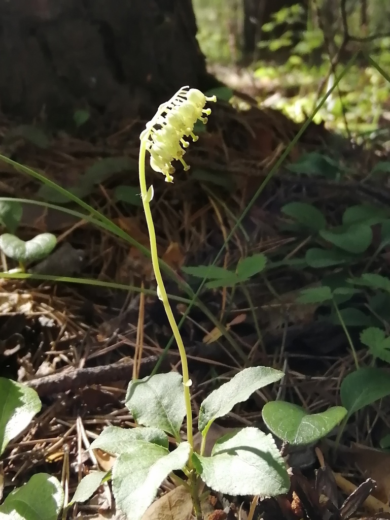 one-sided wintergreen