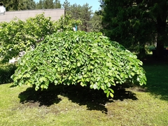 Ulmus glabra camperdownii