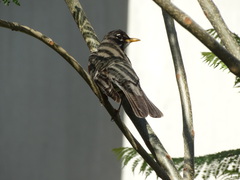 Turdus migratorius