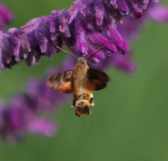 Macroglossum trochilus