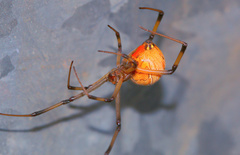 Latrodectus geometricus