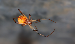 Latrodectus geometricus